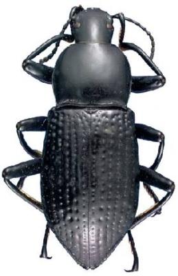 U.S-Florida <br>Photo & Det.: J.C.Dunford <br>Original picture from: http://entnemdept.ifas.ufl.edu/teneb/index.htm<br>Used with permission