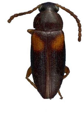 U.S-Florida <br>Photo & Det.: J.C.Dunford <br>Original picture from: http://entnemdept.ifas.ufl.edu/teneb/index.htm<br>Used with permission