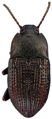 U.S-Florida <br>Photo & Det.: J.C.Dunford <br>Original picture from: http://entnemdept.ifas.ufl.edu/teneb/index.htm<br>Used with permission