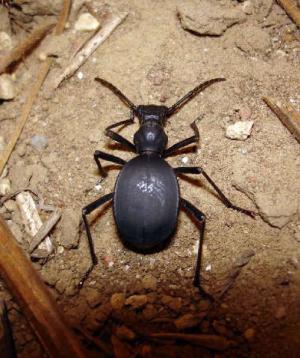 Photo: Fabien Soldati 