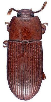 U.S-Florida <br>Photo & Det.: J.C.Dunford <br>Original picture from: http://entnemdept.ifas.ufl.edu/teneb/index.htm<br>Used with permission