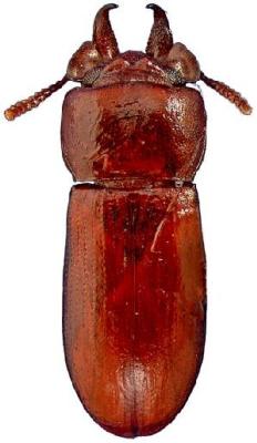 U.S-Florida <br>Photo & Det.: J.C.Dunford <br>Original picture from: http://entnemdept.ifas.ufl.edu/teneb/index.htm<br>Used with permission