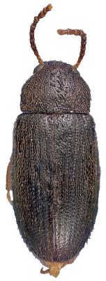 U.S-Florida <br>Photo & Det.: J.C.Dunford <br>Original picture from: http://entnemdept.ifas.ufl.edu/teneb/index.htm<br>Used with permission