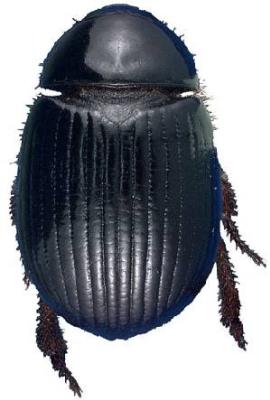 U.S-Florida <br>Photo & Det.: J.C.Dunford <br>Original picture from: http://entnemdept.ifas.ufl.edu/teneb/index.htm<br>Used with permission