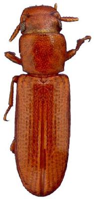 U.S-Florida <br>Photo & Det.: J.C.Dunford <br>Original picture from: http://entnemdept.ifas.ufl.edu/teneb/index.htm<br>Used with permission