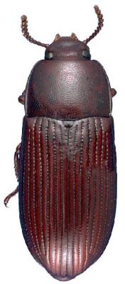 U.S-Florida <br>Photo & Det.: J.C.Dunford <br>Original picture from: http://entnemdept.ifas.ufl.edu/teneb/index.htm<br>Used with permission