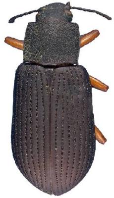 U.S-Florida <br>Photo & Det.: J.C.Dunford <br>Original picture from: http://entnemdept.ifas.ufl.edu/teneb/index.htm<br>Used with permission