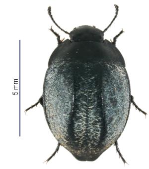 Africa - Libya <br>Photo: J.C.Ringenbach <br> Det.:LEO P.<br>Original picture from: http://jcringenbach.free.fr/<br>Used with permission