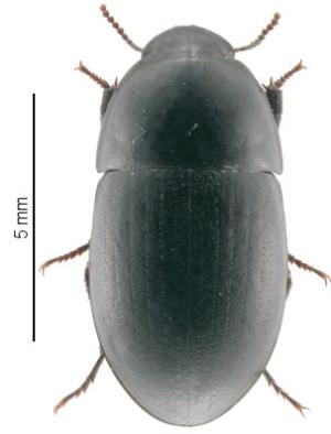 Africa - Libya <br>Photo: J.C.Ringenbach <br> Det.:LEO P.<br>Original picture from: http://jcringenbach.free.fr/<br>Used with permission