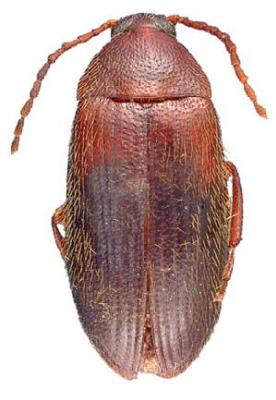 U.S-Florida <br>Photo & Det.: J.C.Dunford <br>Original picture from: http://entnemdept.ifas.ufl.edu/teneb/index.htm<br>Used with permission