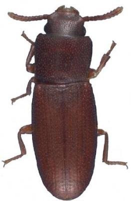 U.S-Florida <br>Photo & Det.: J.C.Dunford <br>Original picture from: http://entnemdept.ifas.ufl.edu/teneb/index.htm<br>Used with permission