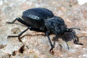 Africa - Libya <br>Photo: J.C.Ringenbach <br> Det.:LEO P.<br>Original picture from: http://jcringenbach.free.fr/<br>Used with permission