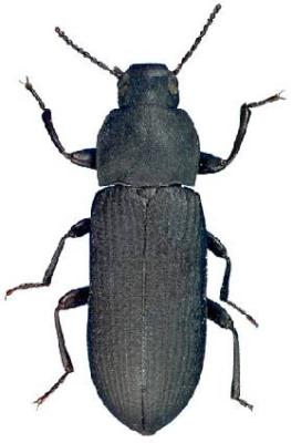 U.S-Florida <br>Photo & Det.: J.C.Dunford <br>Original picture from: http://entnemdept.ifas.ufl.edu/teneb/index.htm<br>Used with permission