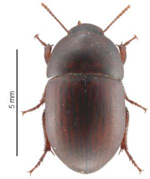 Africa - Libya <br>Photo: J.C.Ringenbach <br> Det.:LEO P.<br>Original picture from: http://jcringenbach.free.fr/<br>Used with permission