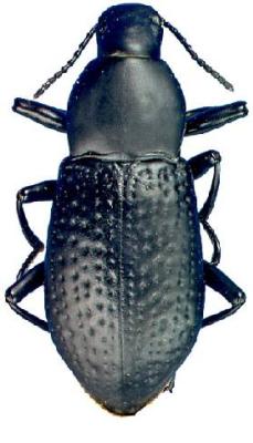 U.S-Florida <br>Photo & Det.: J.C.Dunford <br>Original picture from: http://entnemdept.ifas.ufl.edu/teneb/index.htm<br>Used with permission