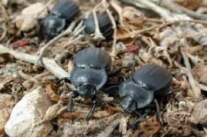 Africa - Libya <br>Photo: J.C.Ringenbach <br> Det.:LEO P.<br>Original picture from: http://jcringenbach.free.fr/<br>Used with permission