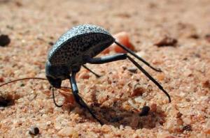 Africa - Libya <br>Photo: J.C.Ringenbach <br> Det.:LEO P.<br>Original picture from: http://jcringenbach.free.fr/<br>Used with permission