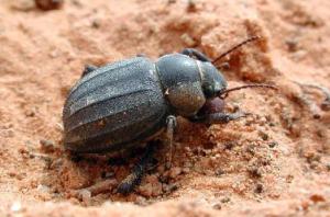 Africa - Libya <br>Photo: J.C.Ringenbach <br> Det.:LEO P.<br>Original picture from: http://jcringenbach.free.fr/<br>Used with permission