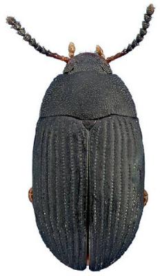 U.S-Florida <br>Photo & Det.: J.C.Dunford <br>Original picture from: http://entnemdept.ifas.ufl.edu/teneb/index.htm<br>Used with permission