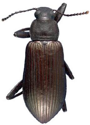 U.S-Florida <br>Photo & Det.: J.C.Dunford <br>Original picture from: http://entnemdept.ifas.ufl.edu/teneb/index.htm<br>Used with permission