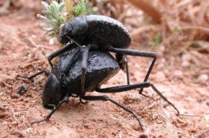 Africa - Libya <br>Photo: J.C.Ringenbach <br> Det.:LEO P.<br>Original picture from: http://jcringenbach.free.fr/<br>Used with permission