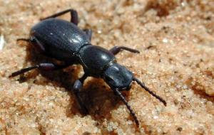 Africa - Libya <br>Photo: J.C.Ringenbach <br> Det.:LEO P.<br>Original picture from: http://jcringenbach.free.fr/<br>Used with permission