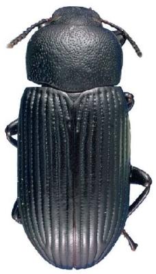 U.S-Florida <br>Photo & Det.: J.C.Dunford <br>Original picture from: http://entnemdept.ifas.ufl.edu/teneb/index.htm<br>Used with permission