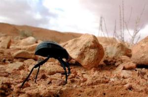 Africa - Libya <br>Photo: J.C.Ringenbach <br> Det.:LEO P.<br>Original picture from: http://jcringenbach.free.fr/<br>Used with permission