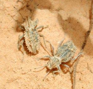 Africa - Libya <br>Photo: J.C.Ringenbach <br> Det.:LEO P.<br>Original picture from: http://jcringenbach.free.fr/<br>Used with permission