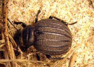 Photo: Fabien Soldati 