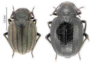 Africa - Libya <br>Photo: J.C.Ringenbach <br> Det.:LEO P.<br>Original picture from: http://jcringenbach.free.fr/<br>Used with permission