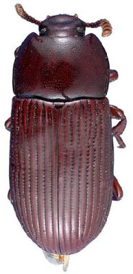 U.S-Florida <br>Photo & Det.: J.C.Dunford <br>Original picture from: http://entnemdept.ifas.ufl.edu/teneb/index.htm<br>Used with permission