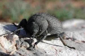 Africa - Libya <br>Photo: J.C.Ringenbach <br> Det.:LEO P.<br>Original picture from: http://jcringenbach.free.fr/<br>Used with permission