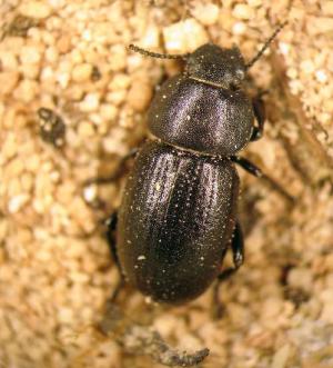 Photo: Fabien Soldati 