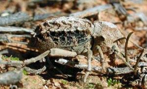 Africa - Libya <br>Photo: J.C.Ringenbach <br> Det.:LEO P.<br>Original picture from: http://jcringenbach.free.fr/<br>Used with permission