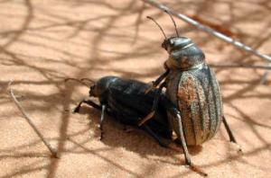 Africa - Libya <br>Photo: J.C.Ringenbach <br> Det.:LEO P.<br>Original picture from: http://jcringenbach.free.fr/<br>Used with permission