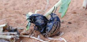 Africa - Libya <br>Photo: J.C.Ringenbach <br> Det.:LEO P.<br>Original picture from: http://jcringenbach.free.fr/<br>Used with permission