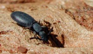 Africa - Libya <br>Photo: J.C.Ringenbach <br> Det.:LEO P.<br>Original picture from: http://jcringenbach.free.fr/<br>Used with permission