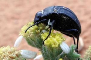 Africa - Libya <br>Photo: J.C.Ringenbach <br> Det.:LEO P.<br>Original picture from: http://jcringenbach.free.fr/<br>Used with permission