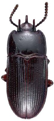 U.S-Florida <br>Photo & Det.: J.C.Dunford <br>Original picture from: http://entnemdept.ifas.ufl.edu/teneb/index.htm<br>Used with permission