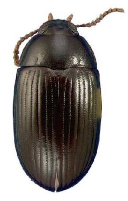 U.S-Florida <br>Photo & Det.: J.C.Dunford <br>Original picture from: http://entnemdept.ifas.ufl.edu/teneb/index.htm<br>Used with permission