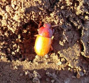 Photo: Fabien Soldati 