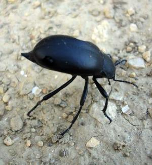 Photo: Fabien Soldati 