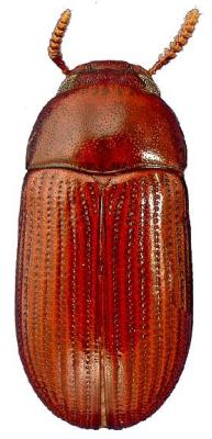 U.S-Florida <br>Photo & Det.: J.C.Dunford <br>Original picture from: http://entnemdept.ifas.ufl.edu/teneb/index.htm<br>Used with permission