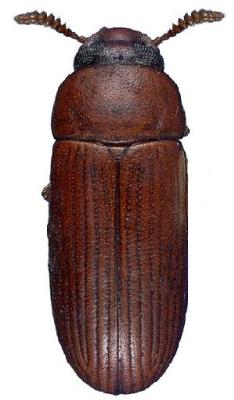 U.S-Florida <br>Photo & Det.: J.C.Dunford <br>Original picture from: http://entnemdept.ifas.ufl.edu/teneb/index.htm<br>Used with permission