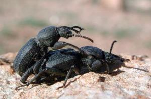 Africa - Libya <br>Photo: J.C.Ringenbach <br> Det.:LEO P.<br>Original picture from: http://jcringenbach.free.fr/<br>Used with permission