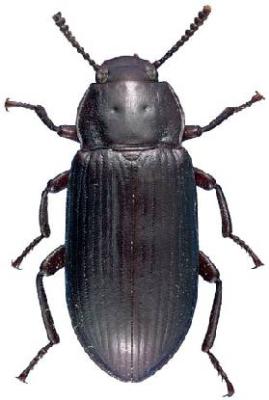 U.S-Florida <br>Photo & Det.: J.C.Dunford <br>Original picture from: http://entnemdept.ifas.ufl.edu/teneb/index.htm<br>Used with permission