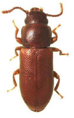 U.S-Florida <br>Photo & Det.: J.C.Dunford <br>Original picture from: http://entnemdept.ifas.ufl.edu/teneb/index.htm<br>Used with permission