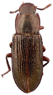 U.S-Florida <br>Photo & Det.: J.C.Dunford <br>Original picture from: http://entnemdept.ifas.ufl.edu/teneb/index.htm<br>Used with permission