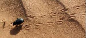 Africa - Libya <br>Photo: J.C.Ringenbach <br> Det.:LEO P.<br>Original picture from: http://jcringenbach.free.fr/<br>Used with permission